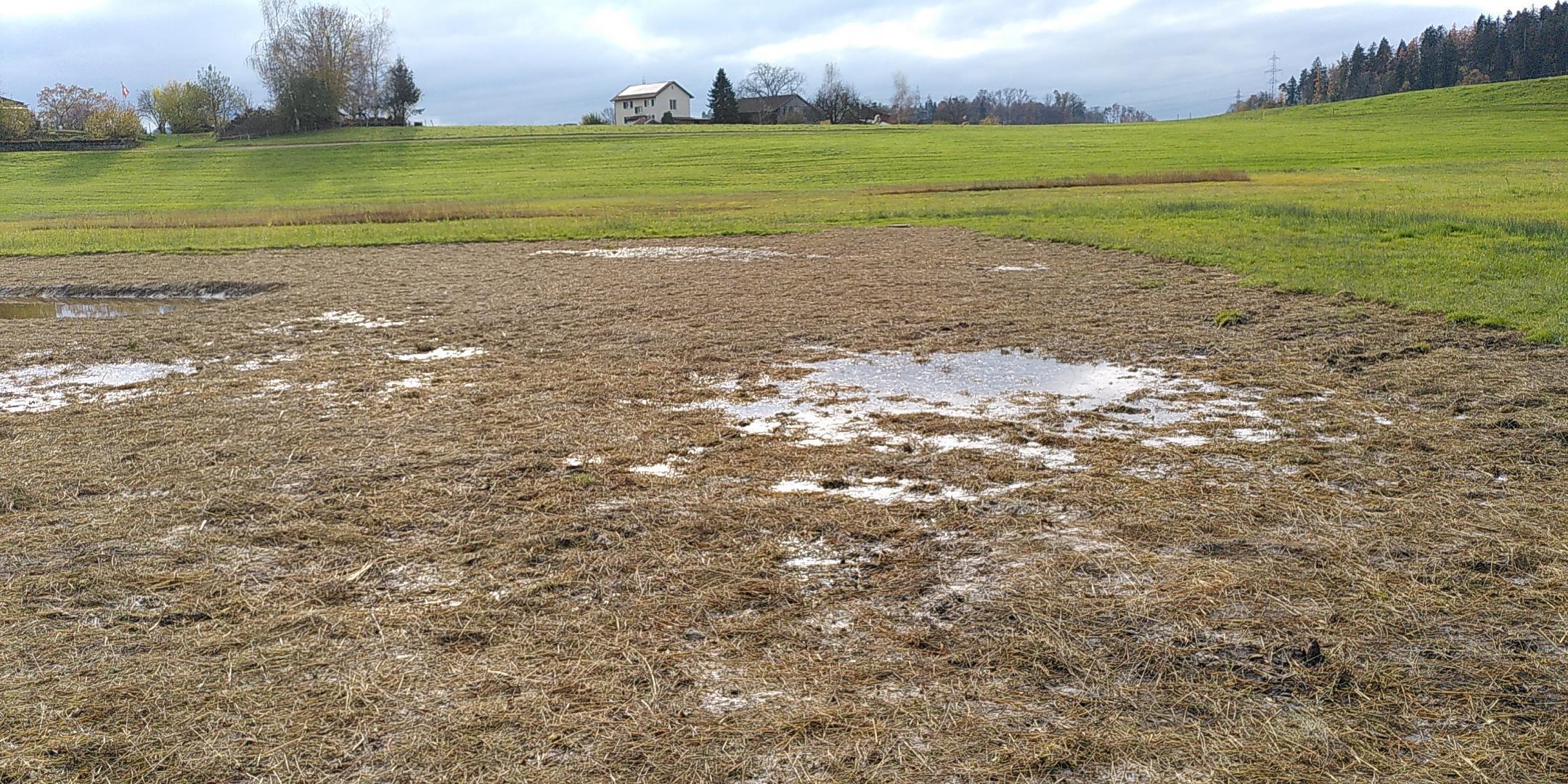 Projektperimeter mit geeignetem Schnittgut direktbegrünt