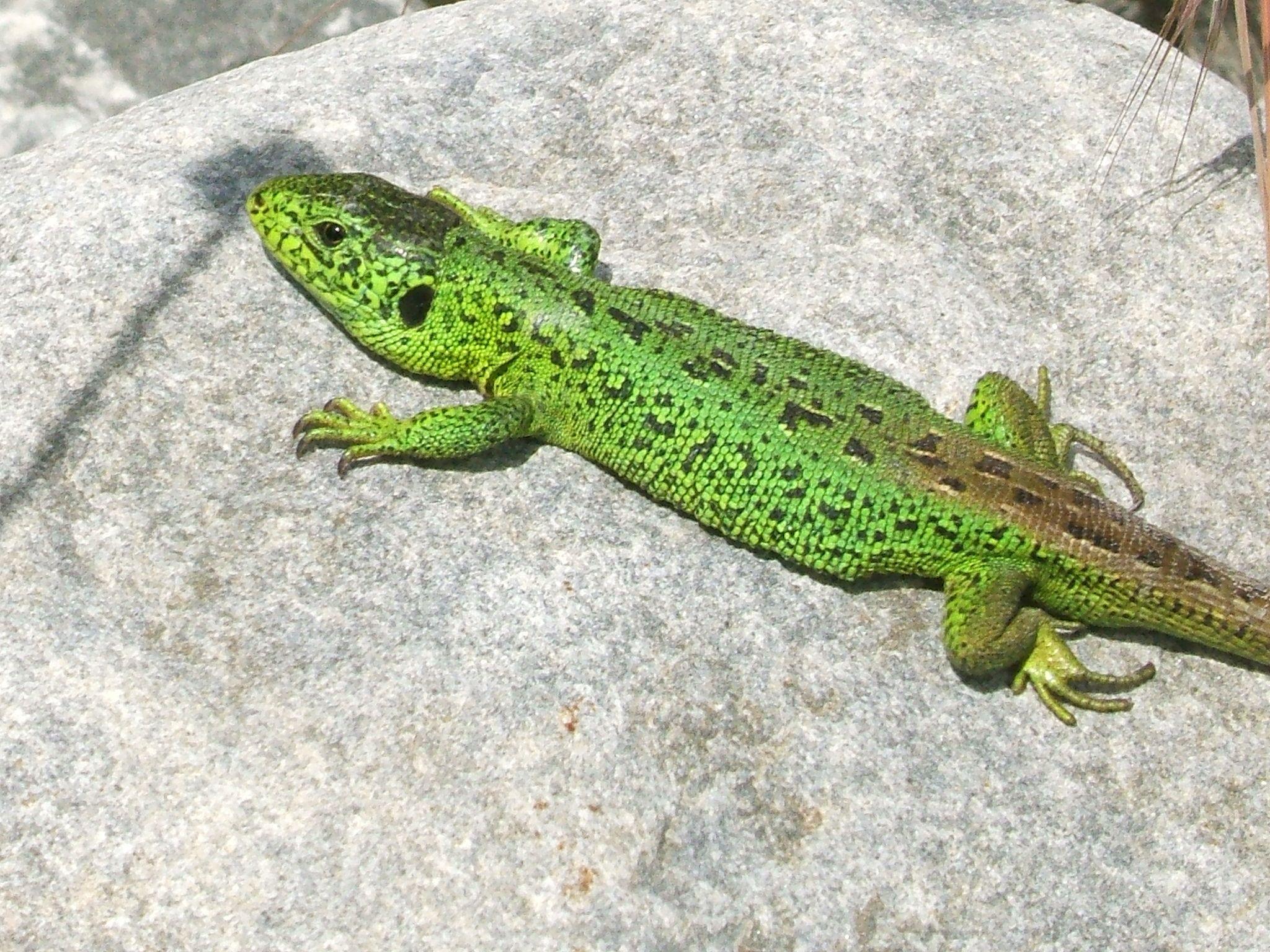 Bergliriet Zauneidechse