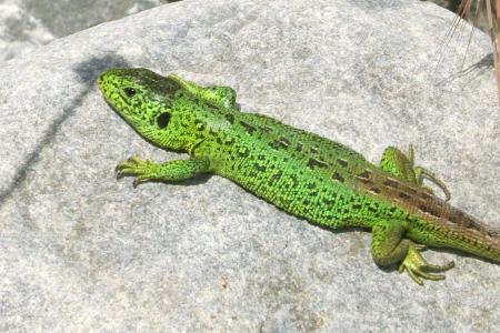 Bergliriet Zauneidechse
