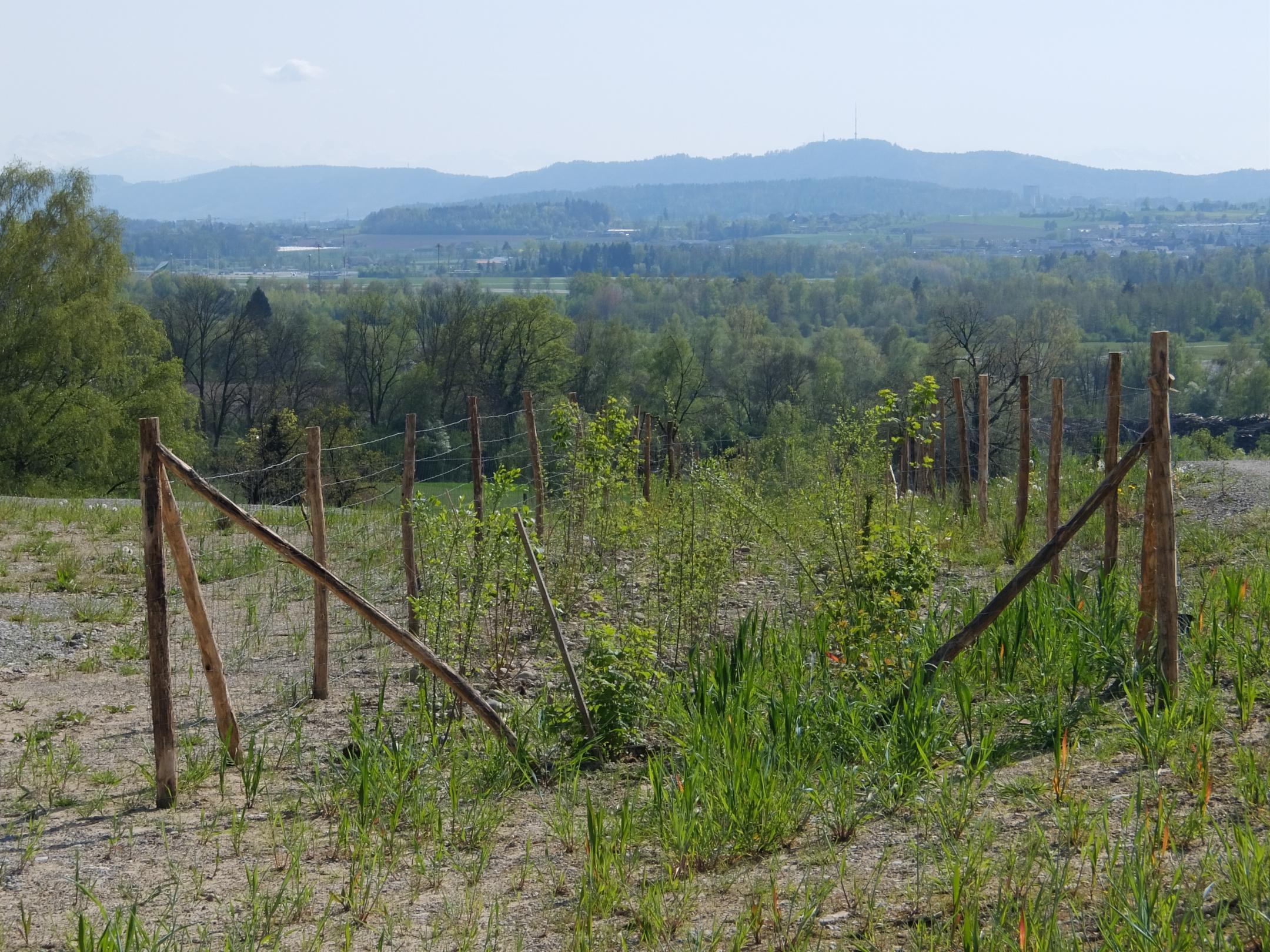 Hecken für Lebensräume