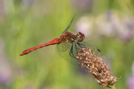 Blutrote Heidelibelle