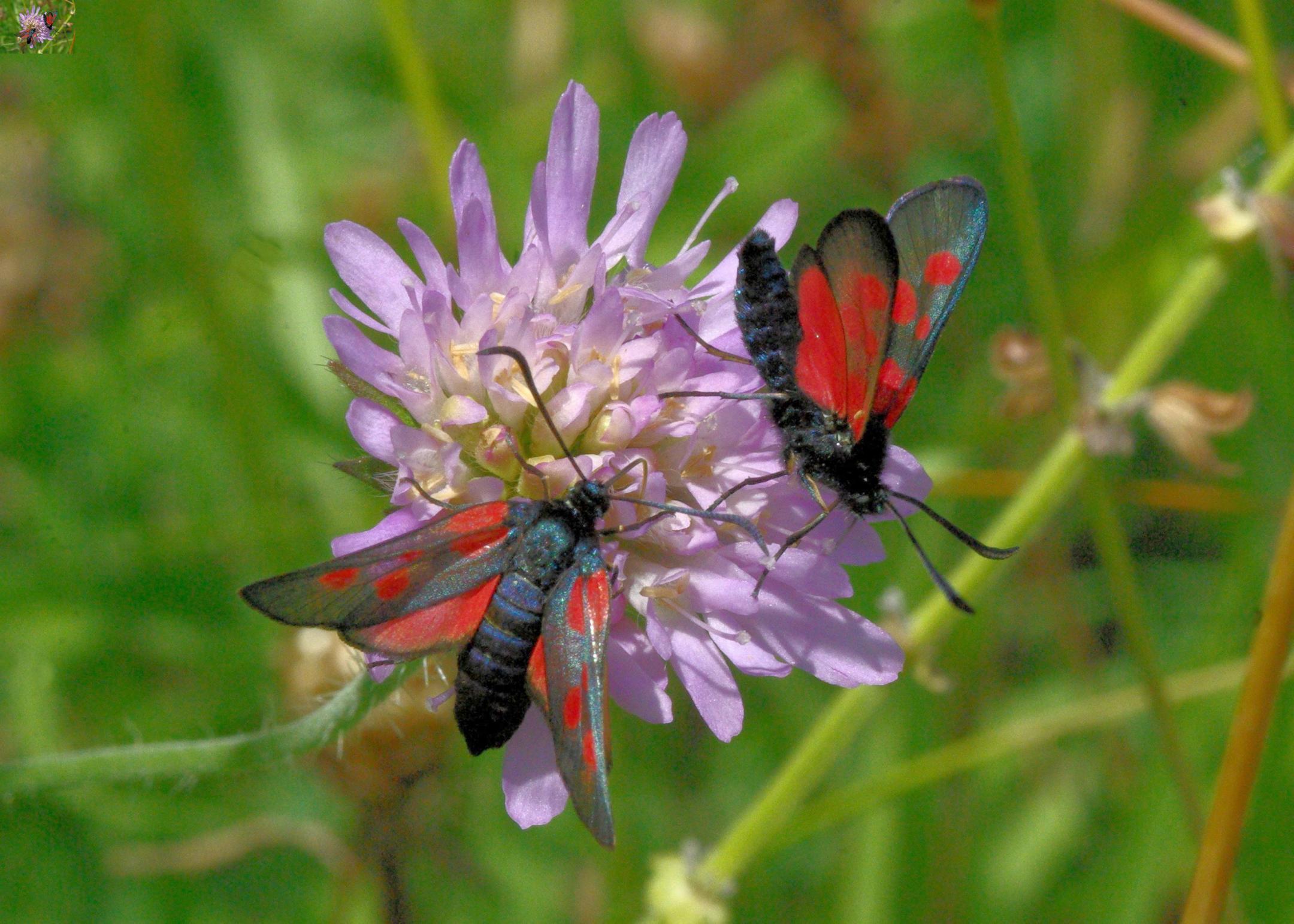 Fünffleckwidderchen