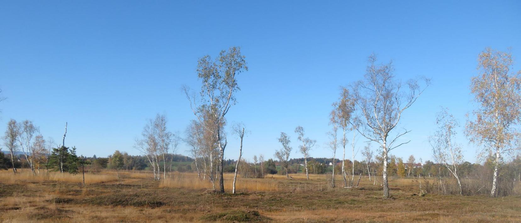 Moorlandschaft im Herbst mit einzelnen Bäumen.