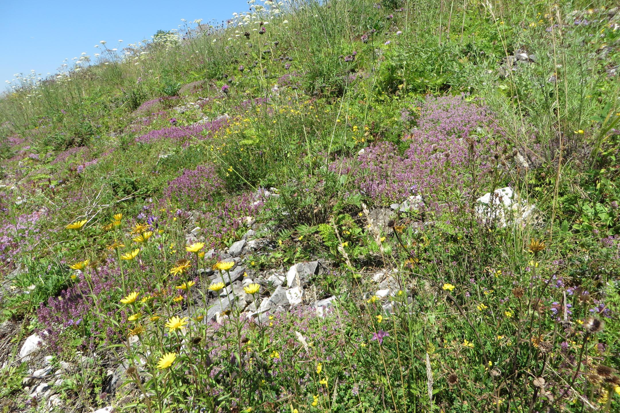Ein mageres Wiesenport mit verschiedenen blühenden Pflanzenarten. Das Port ist durchsetzt mit offenen Steinstruckturen.