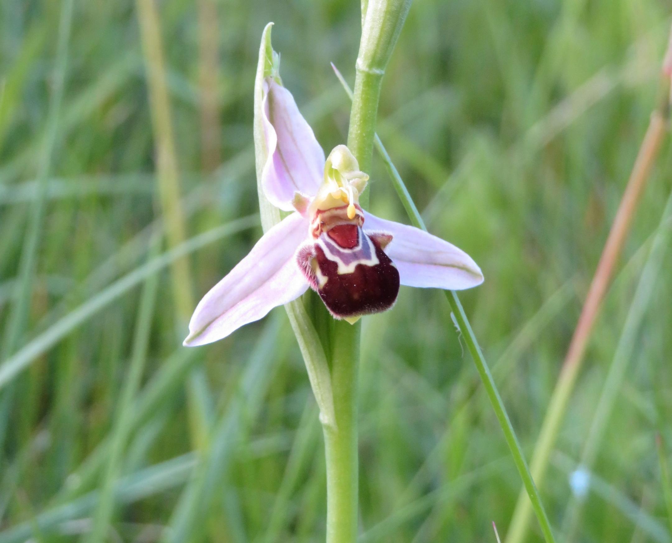 Blühender Bienen-Ragwurz