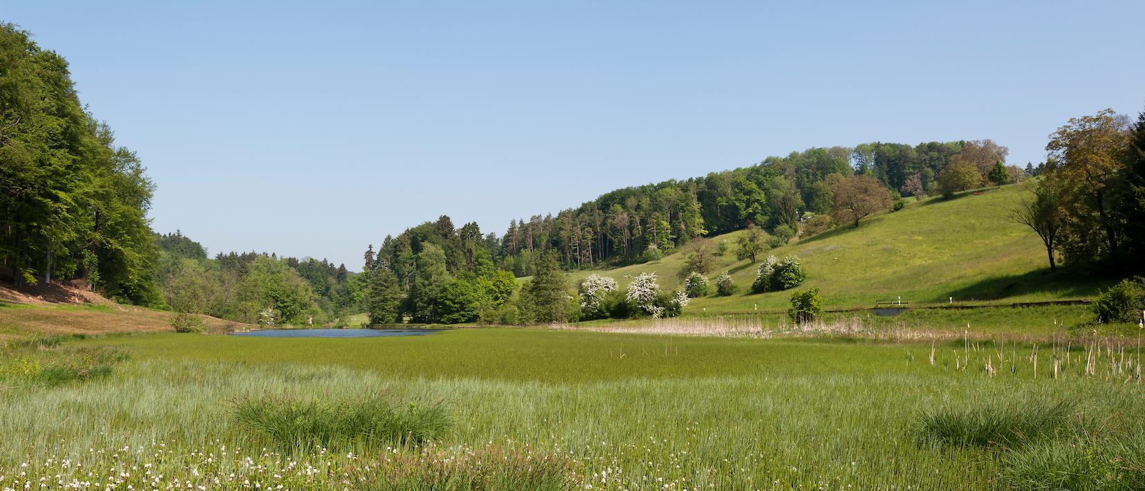 Wiese mit Wald und Teich im Hintergrund