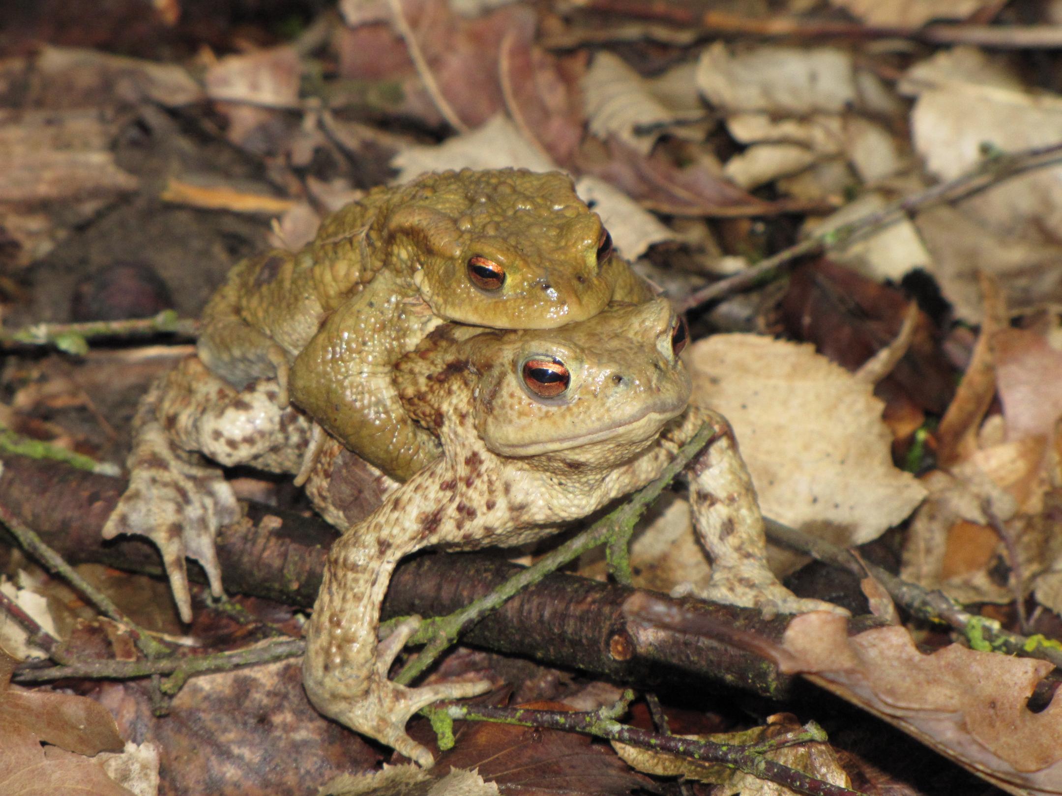 Eine Erdkröte trägt auf ihrem Rücken eine andere Erdkröte über einen Ast und Laub hinweg
