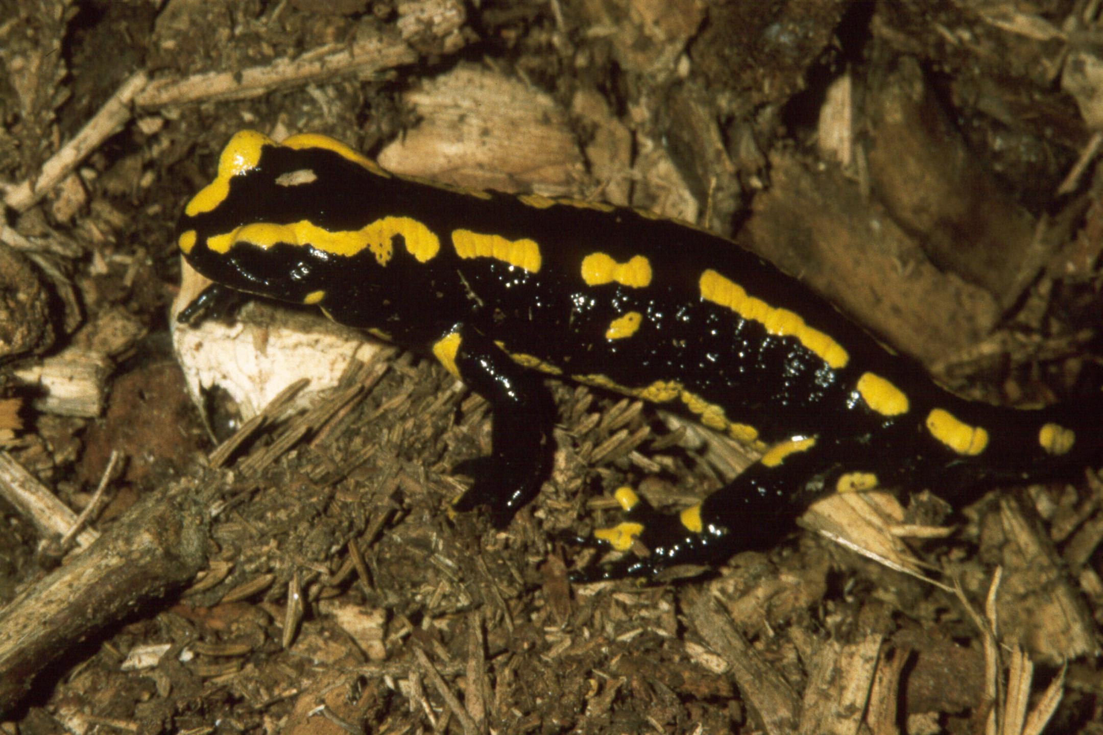 Ein Feuersalamander auf sumpfigem Gehölz