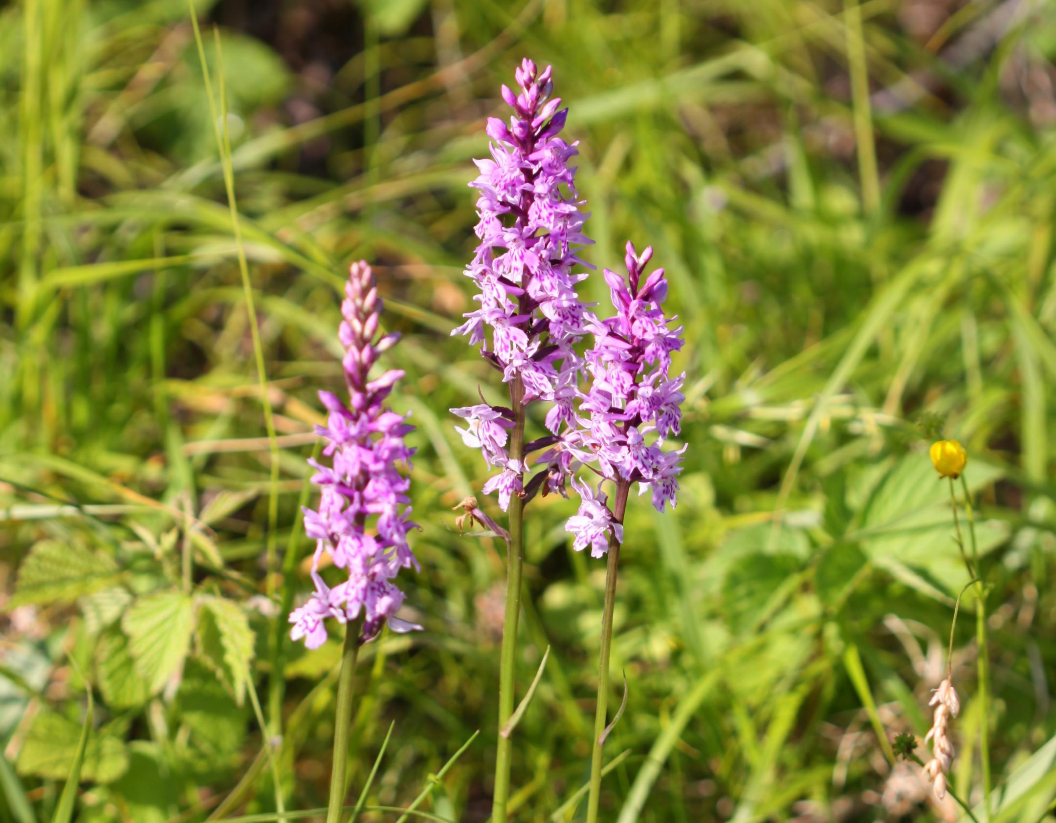 Geflecktes Knabenkraut