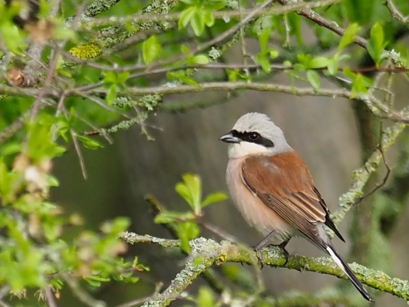 Ein Neuntöter auf einem Zweig