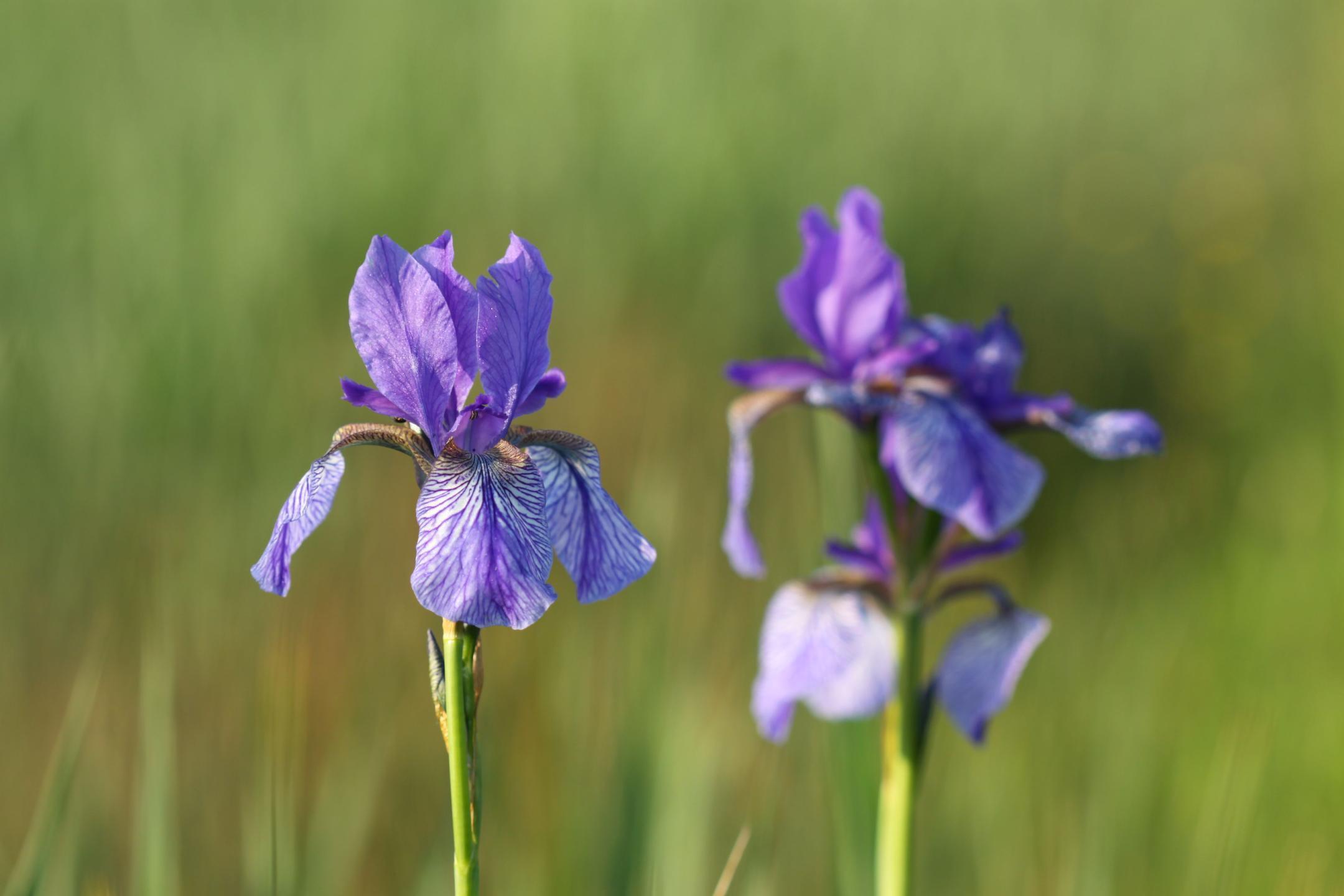 Zwei Sibirische Schwertlilien