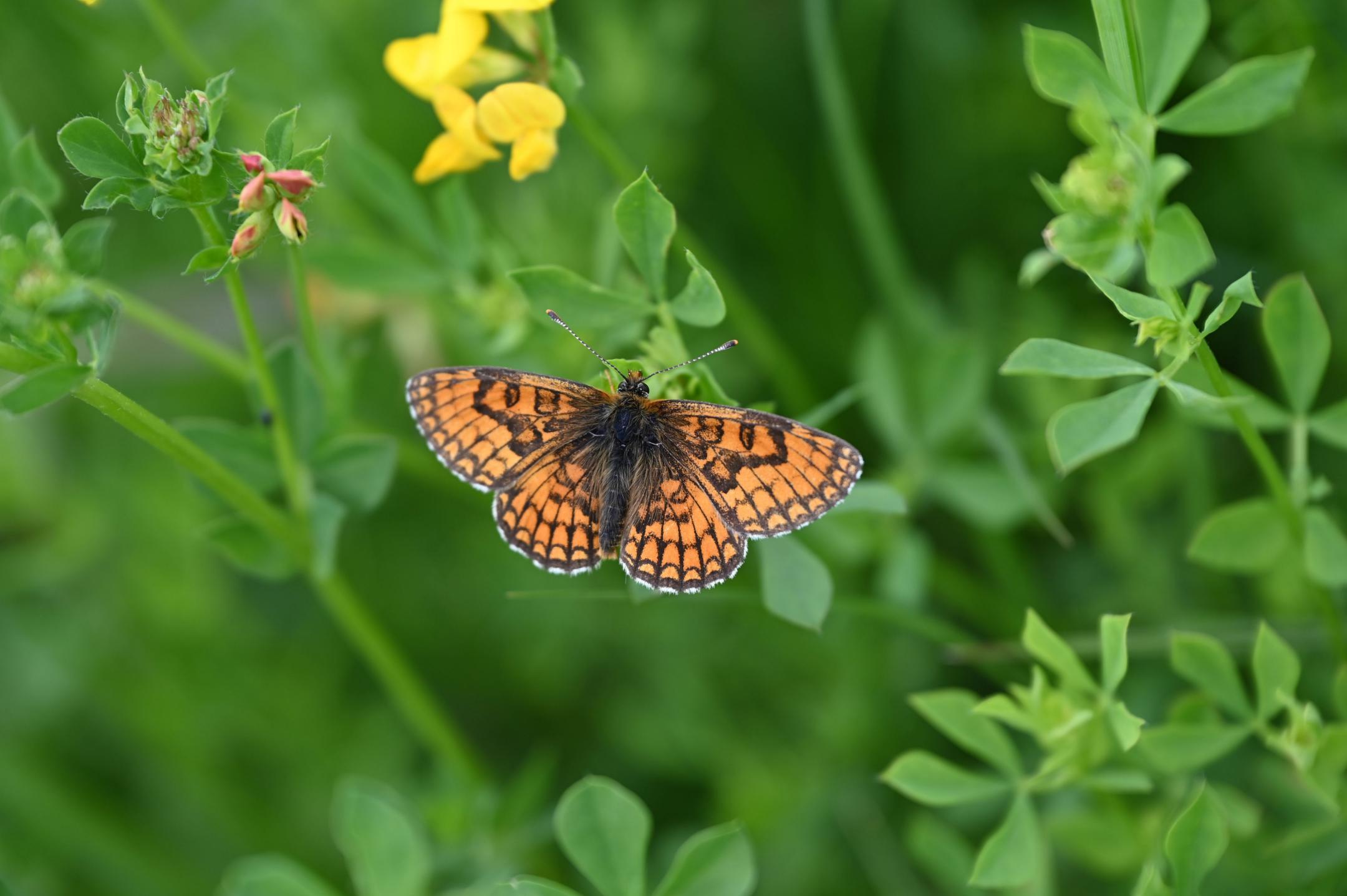 Westlicher Scheckenfalter bei gelber Blüte