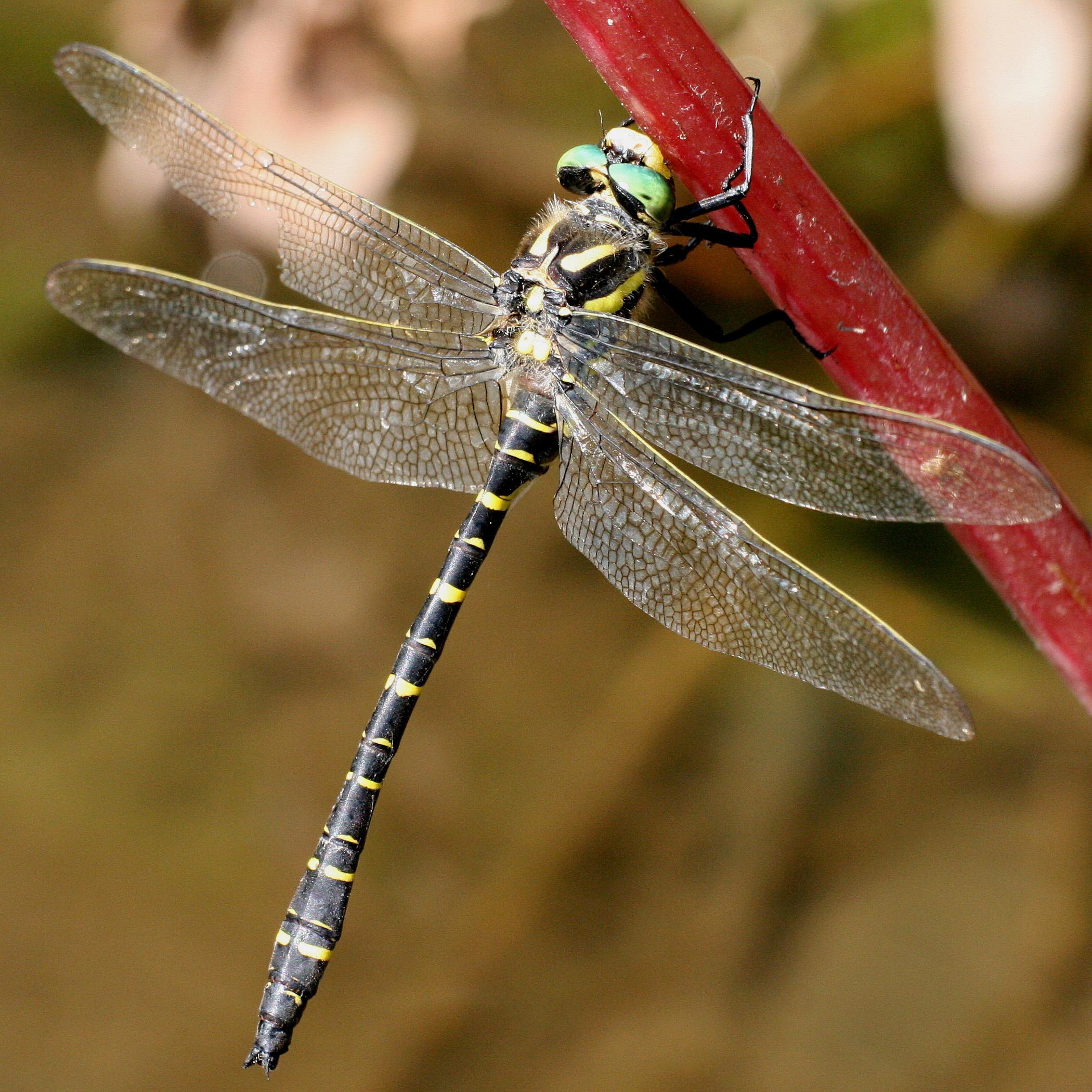 Die Libelle Zweigestreifte Quelljungfer