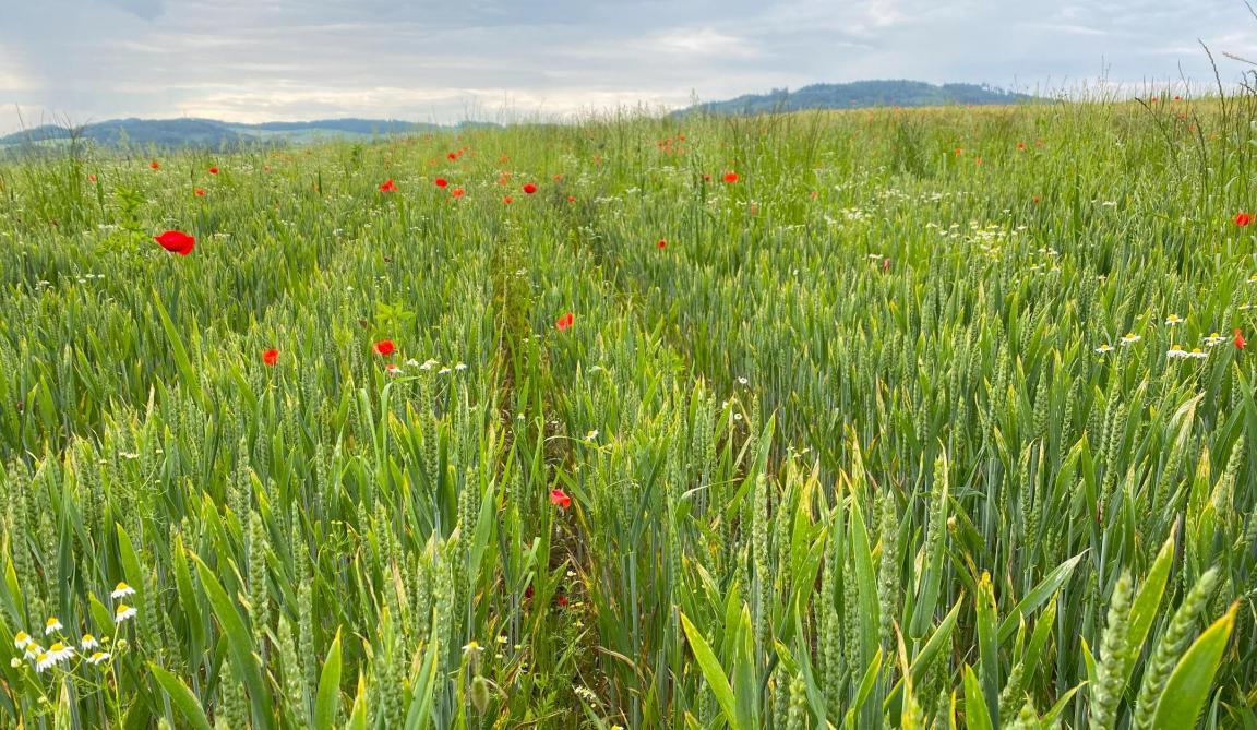 In weiten Reihen angesätes Getreide fördert die Biodiversität
