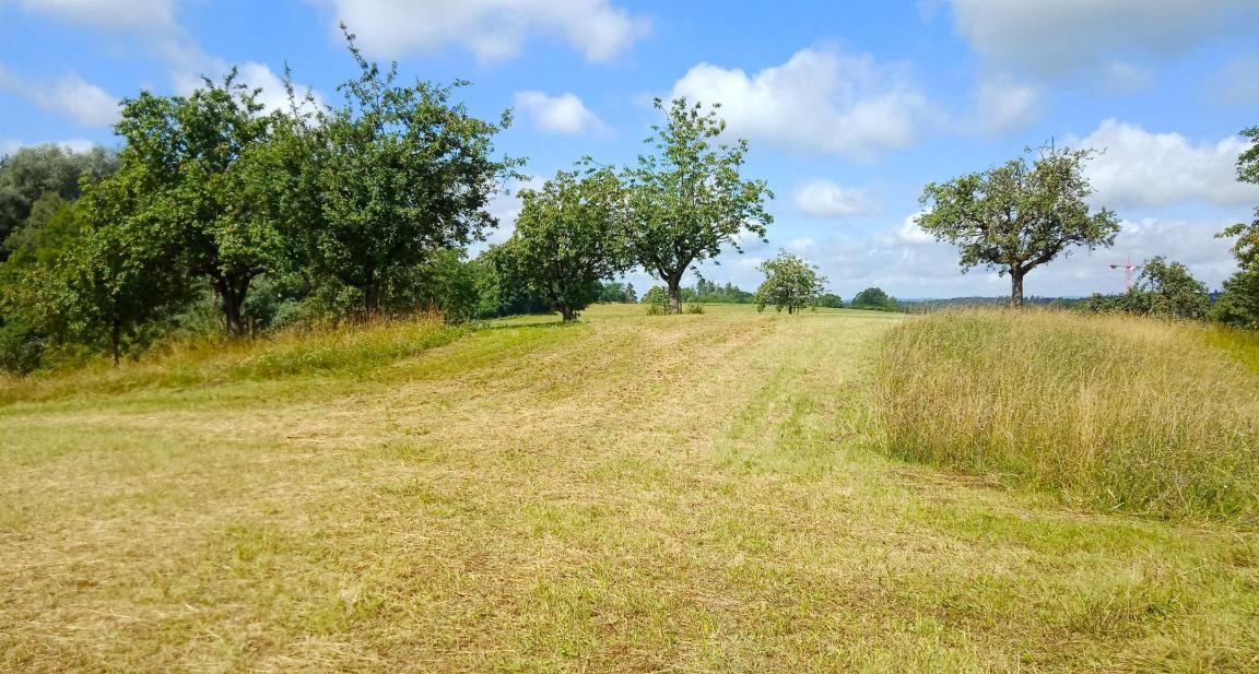 Das Stehenlassen von Rückzugsstreifen nach der Mahd wertet Biodiversitätsförderflächen auf