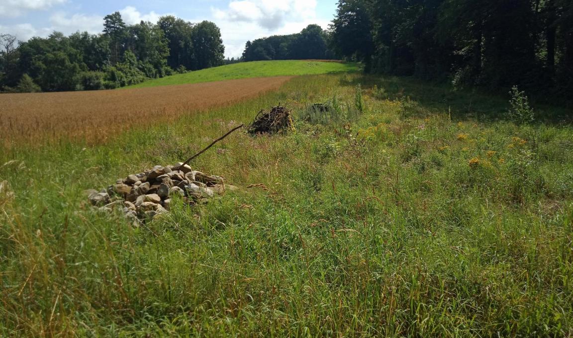 Die Vernetzungsmassnahme Steinhaufen und Asthaufen werten eine Biodiversitätsförderfläche auf
