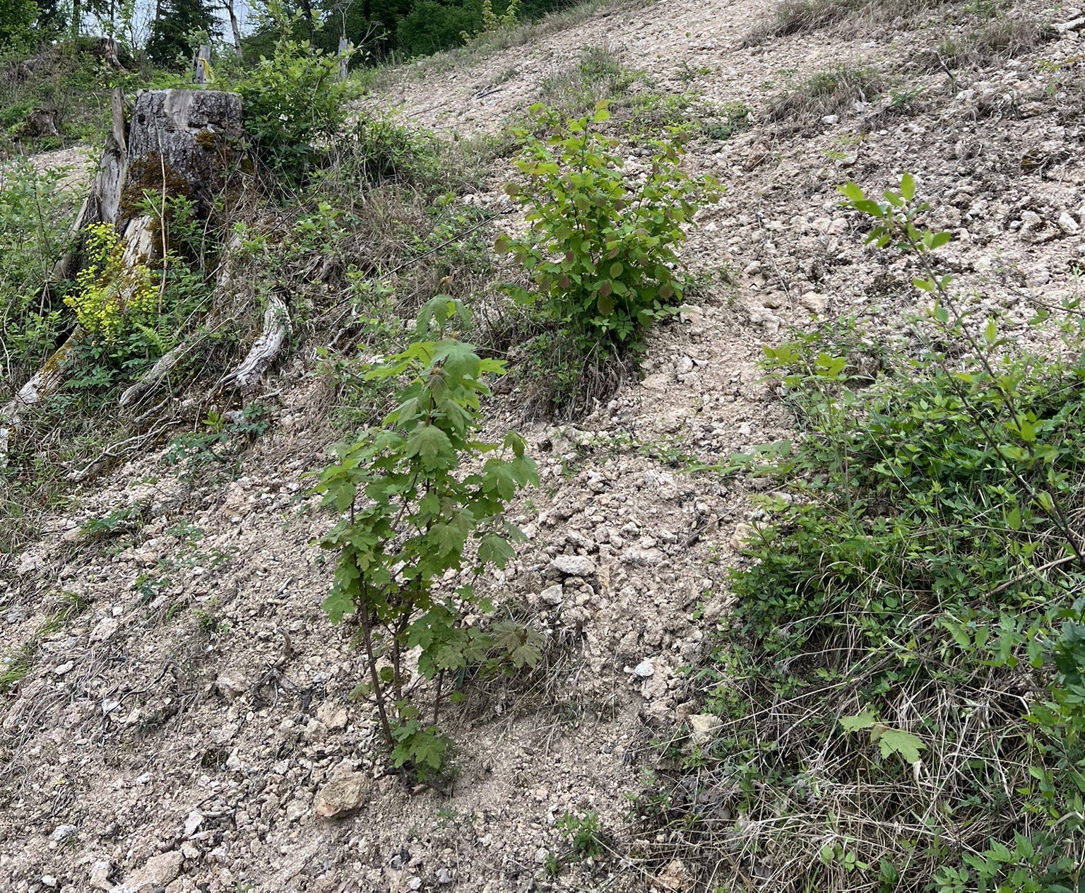 Frisch gepflanzte Bäume.