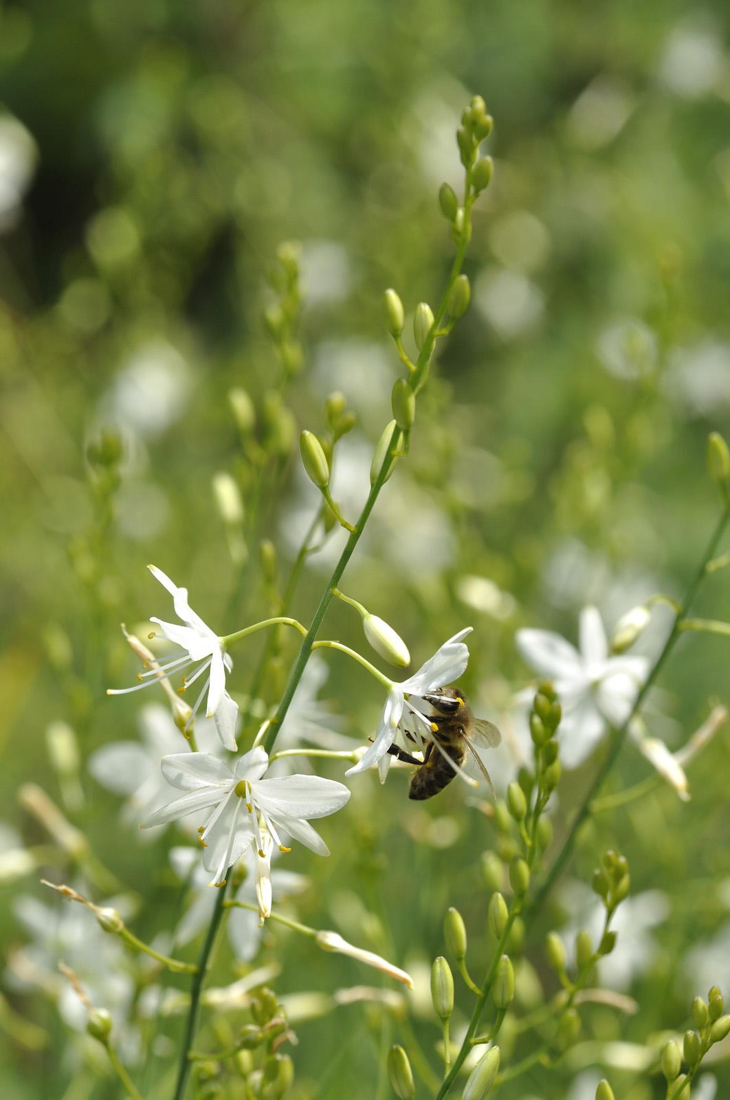 Ästige Graslilien mit weissen Blüten. Auf einer der Blüten hat sich eine Biene platziert. 