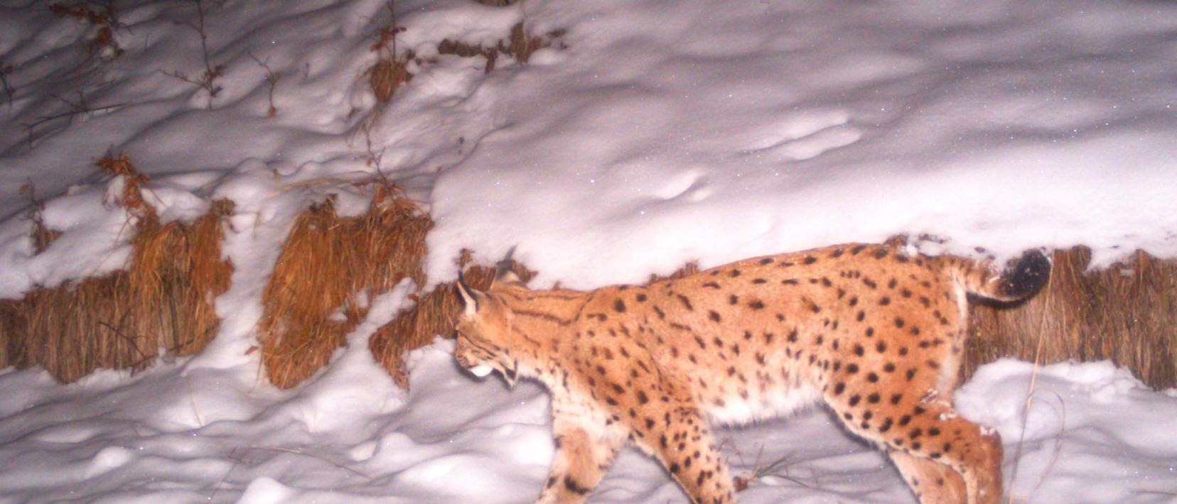 Luchs im kantonalen Wildschongebiet.