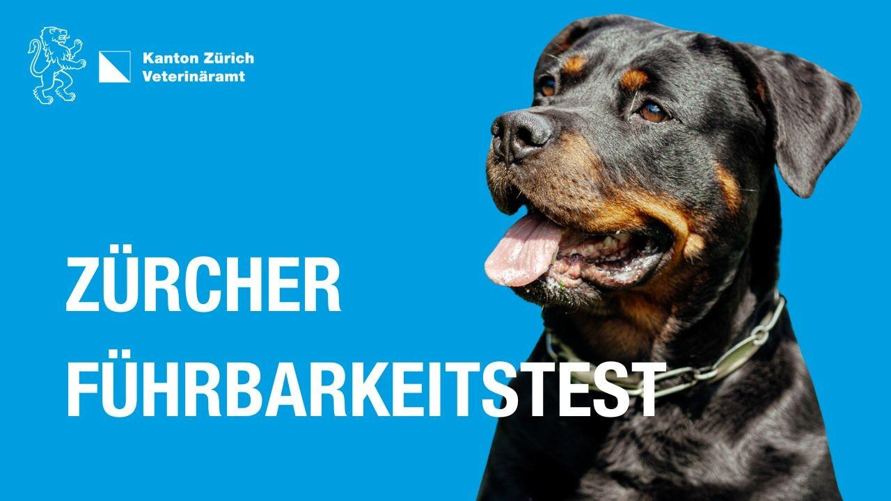 Rottweiler vor blauem HIntergrund