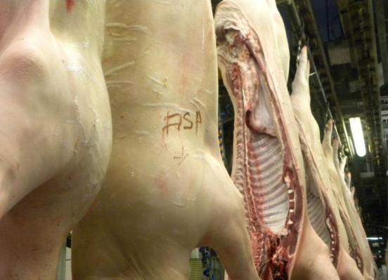 Krisenübung ASP im Zentralschlachthof Hinwil