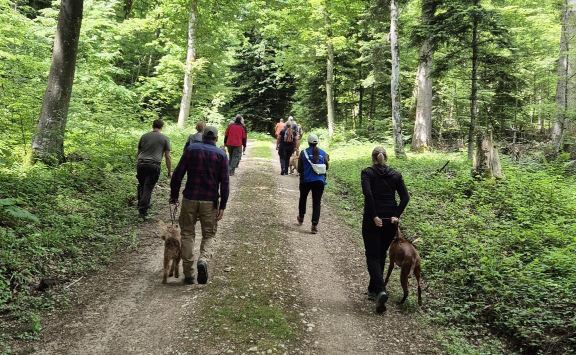 Acht Hundeführer laufen mit ihren Hunden auf einem Waldweg.