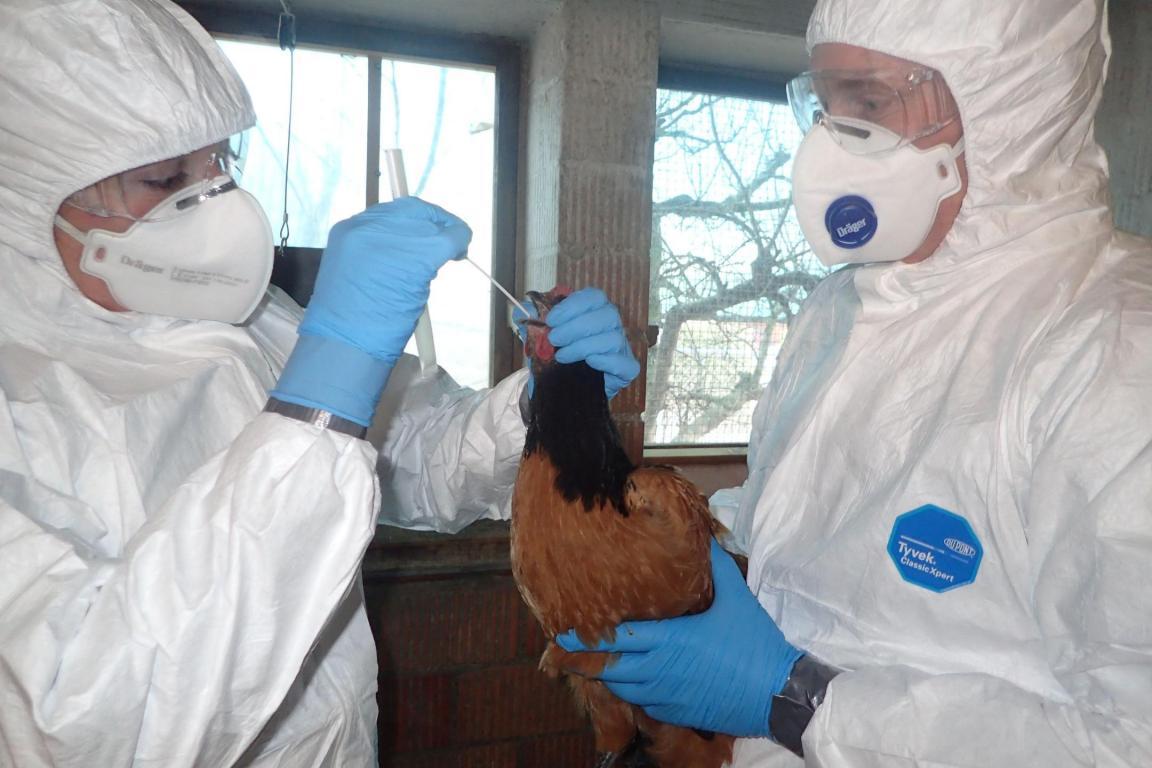 Vogelgrippe: Beprobung Huhn