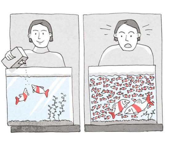Symbolbild, das auf der linken Bildseite eine Person zeigt, die zwei Fische in einem Aquarium füttert. Auf der rechten Seite steht die Person vor dem Aquarium, welches nun voller Fische ist.