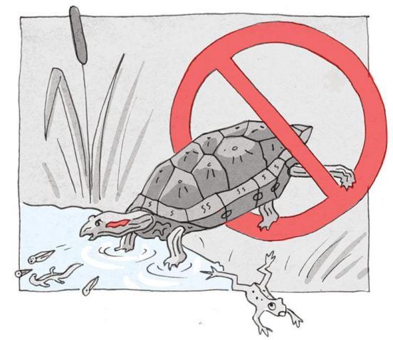Symbolbild, dass eine ausgesetzte Rotwangen-Schmuckschildkröte zeigt, die einheimische Amphibien frisst.