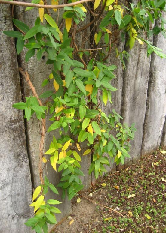 Henrys Geissblatt. Immergrüne Schlingpflanze mit verholzten Stängeln.
