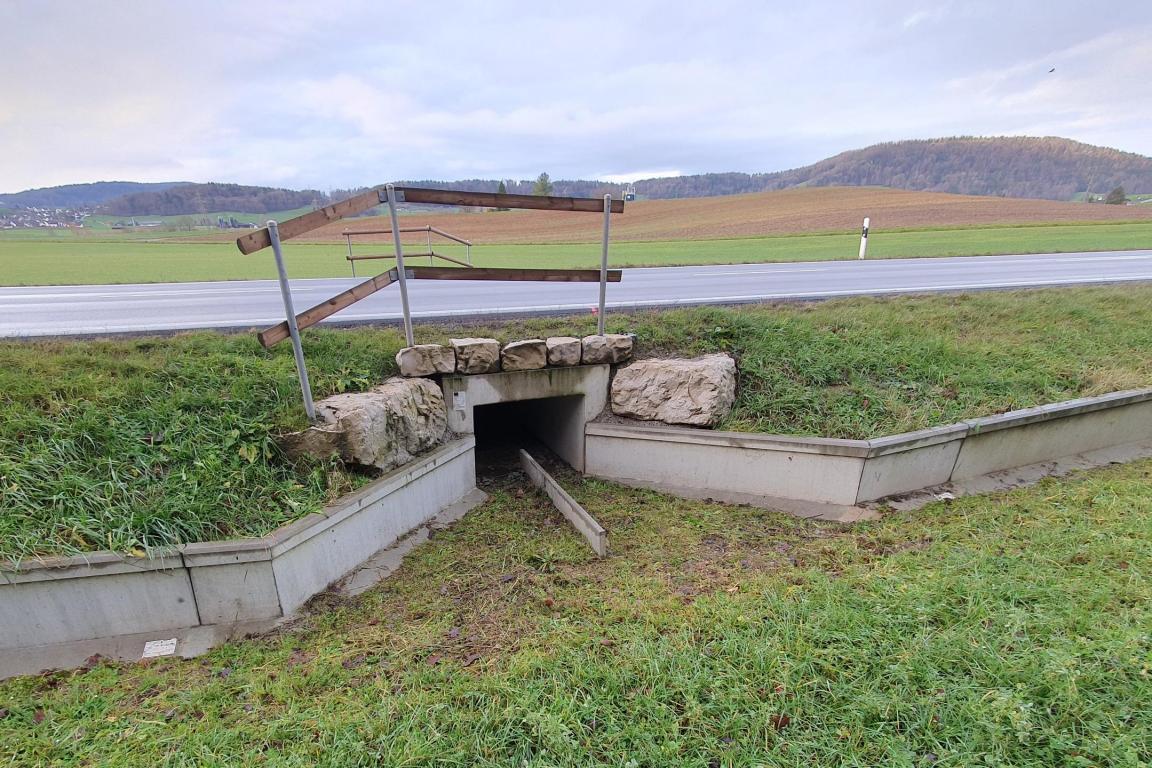 Foto einer Strassenunterquerung für Amphibien