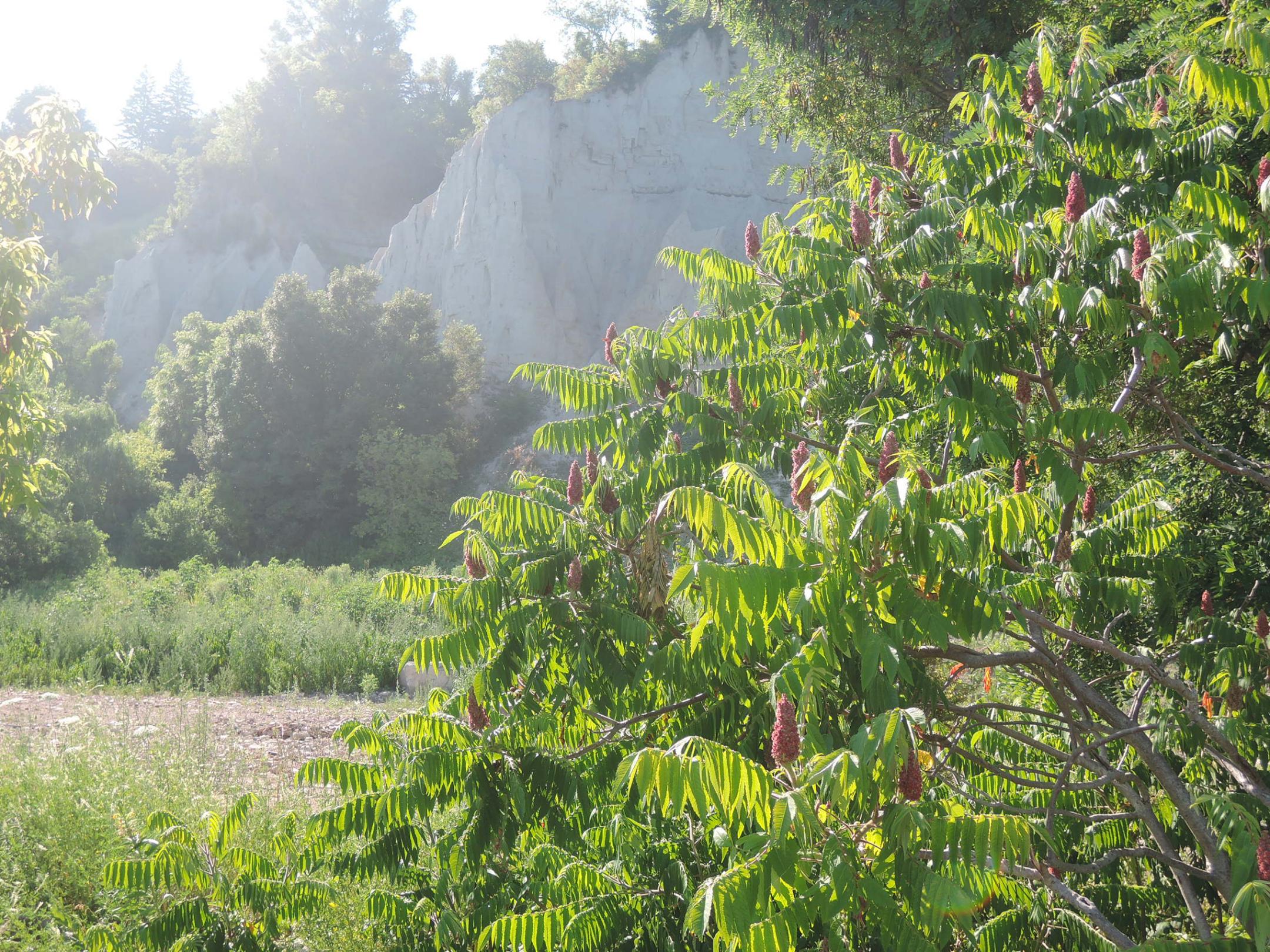 Blühender Essigbaum