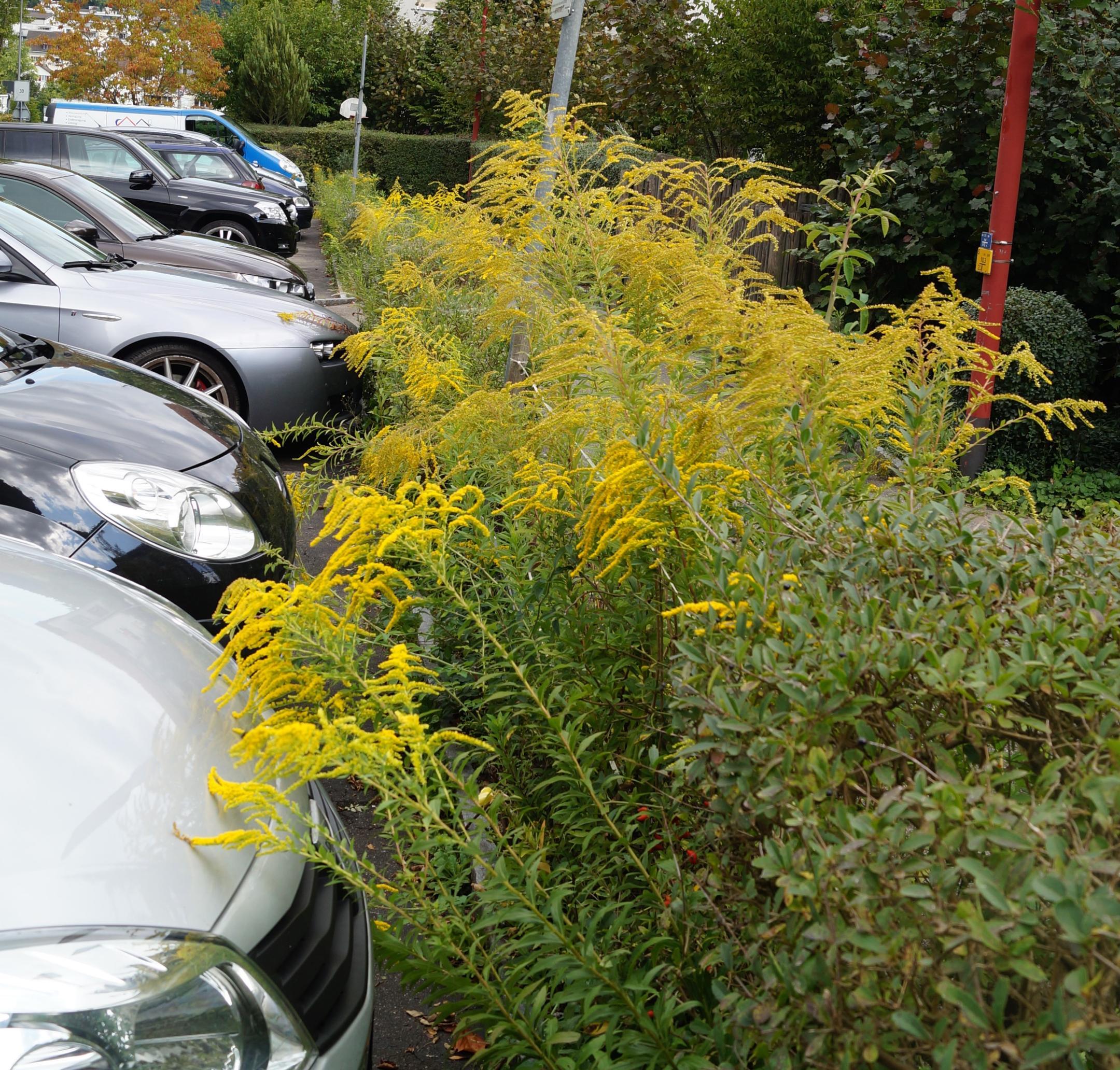 Spätblühende Goldruten vor einem Parkplatz