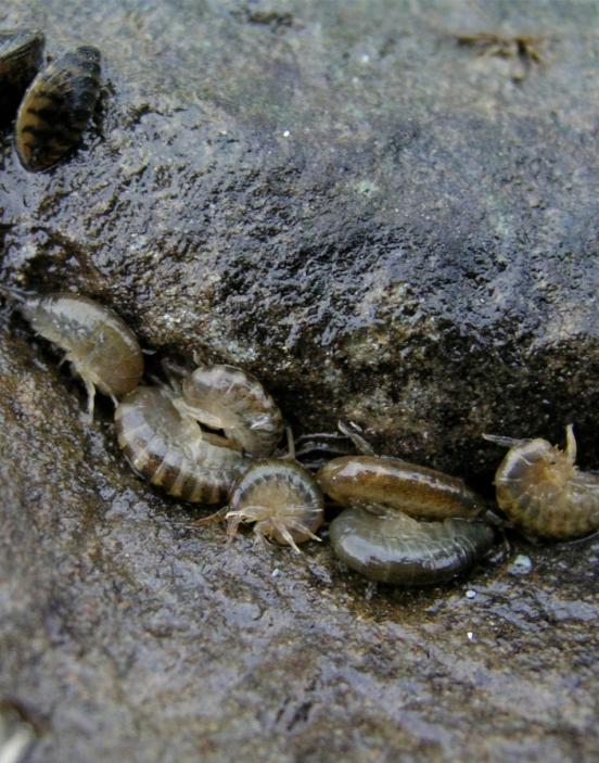 Mehrere Grosse Höckerflohkrebse in einer Kante auf einem Stein. 