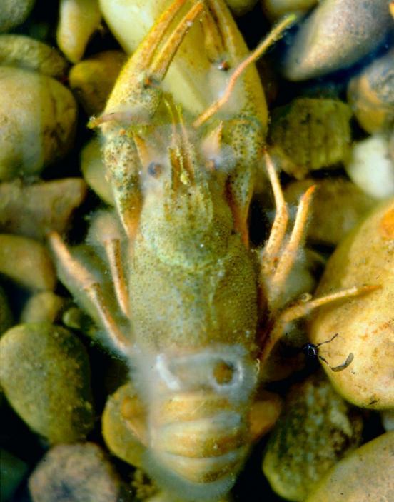 Das Foto zeigt einen an Krebspest leidenden Krebs. 