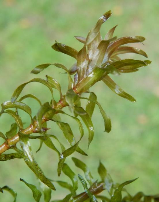 Das Foto zeigt eine Nuttalls Wasserpest.