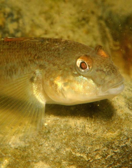 Das Foto zeigt eine Schwarzmundgrundel im Wasser. 