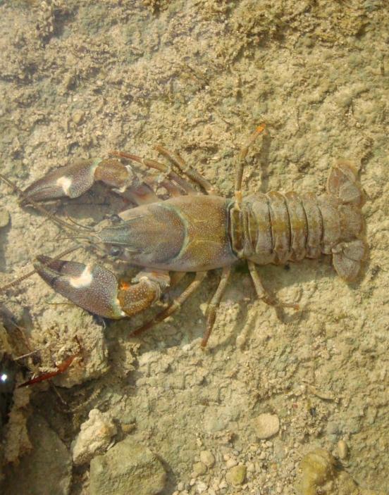Ein Signalkrebs auf steinigem Untergrund.