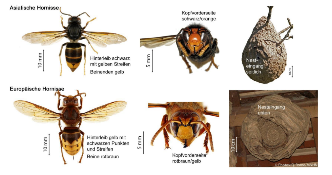 Fotos zum Vergleich der Körpermerkmale und Nester der Asiatischen Hornisse und der Europäischen Hornisse