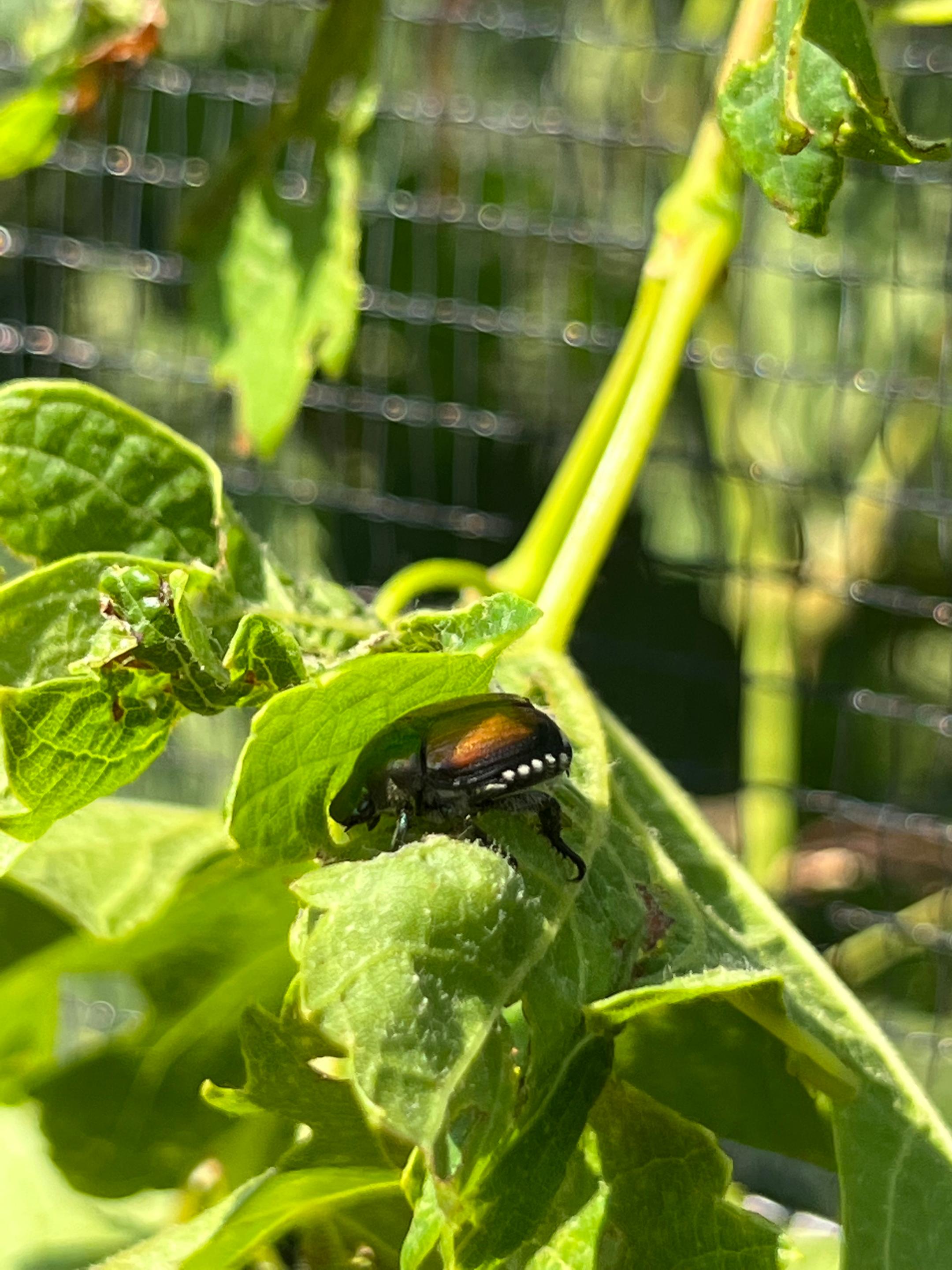 Ein Japankäfer auf dem Blatt einer Rebe.