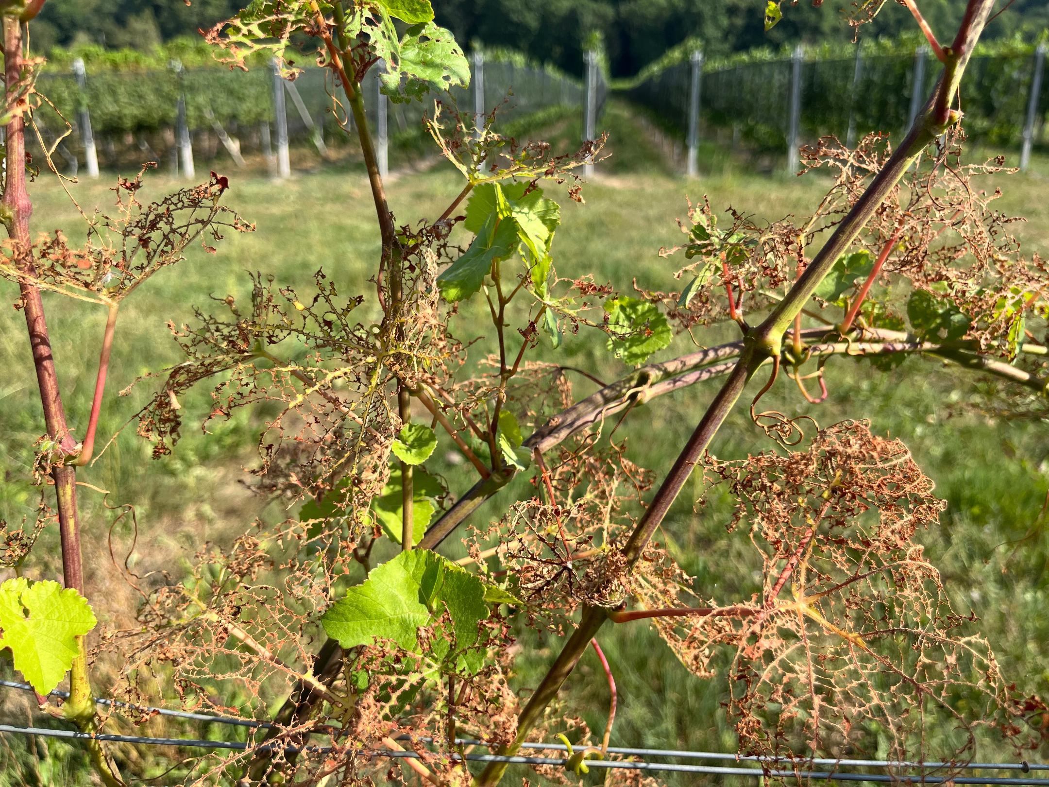 Abgefressene und stark beschädigte Reben 
