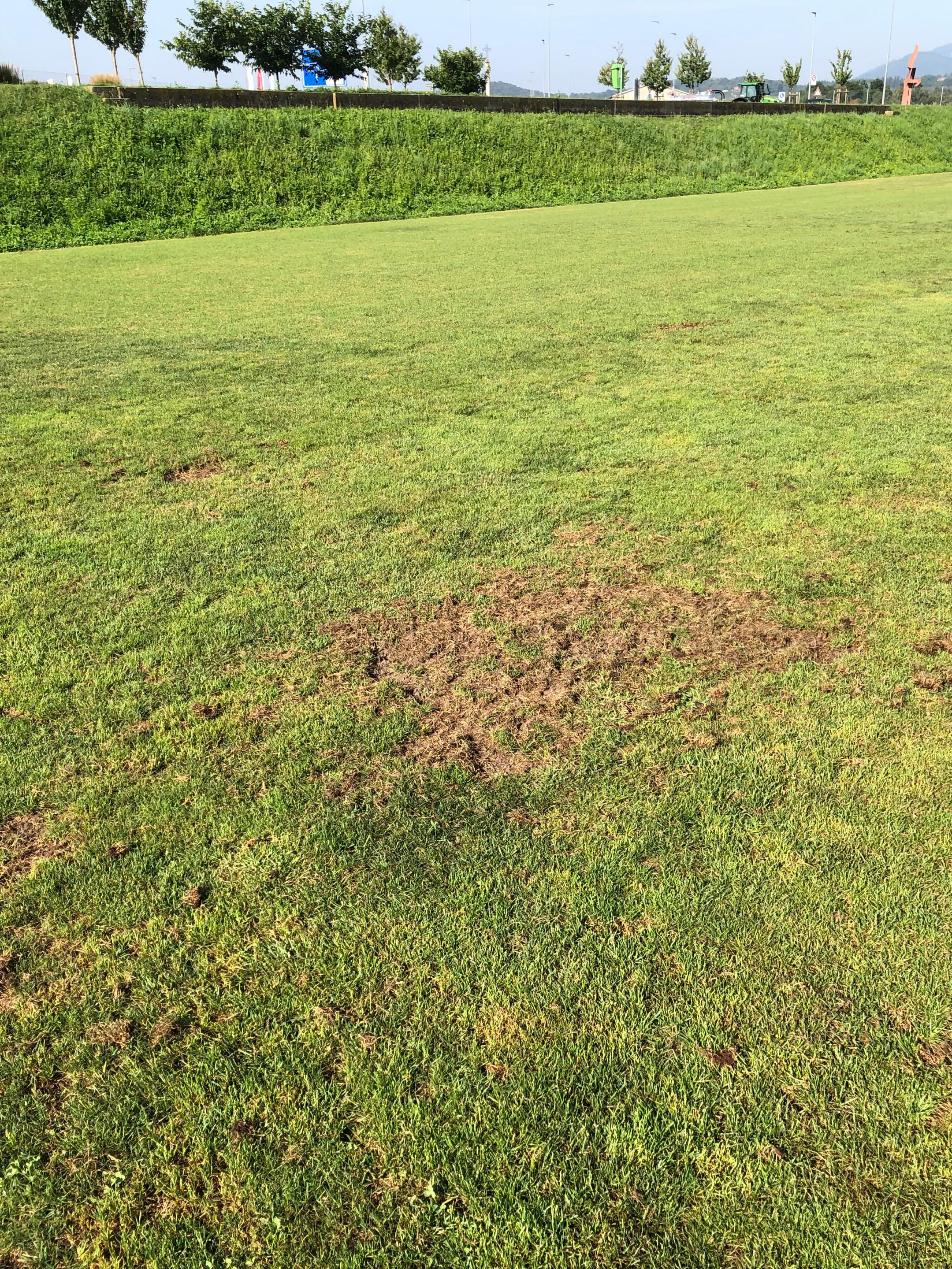 Rasenfläche mit brauner Stelle