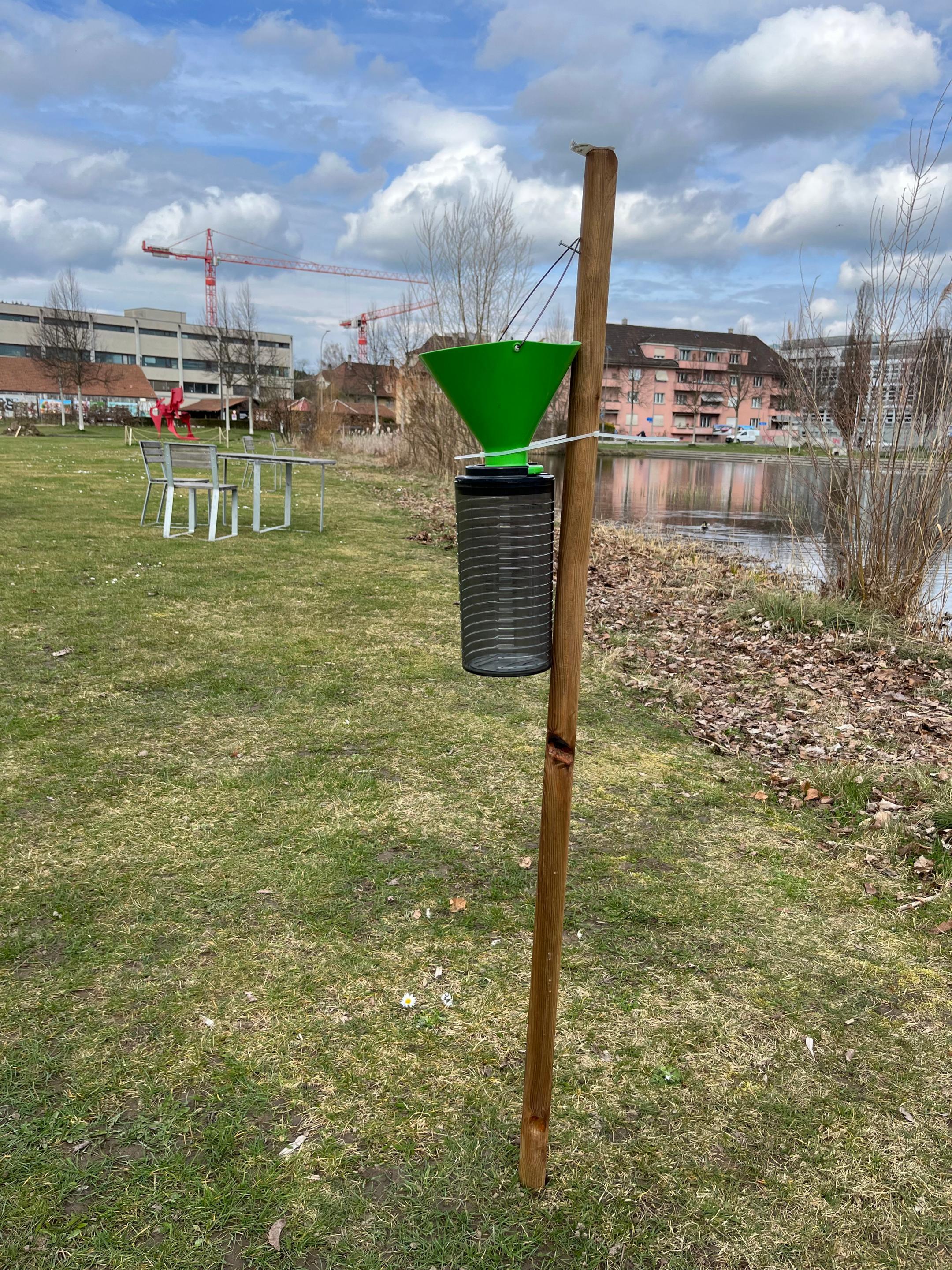 Lockstofffalle für Japankäfer, bestehend aus einem grünen Trichter und einem schwarzen Behälter aus Kunststoff, der Lockstoffe enthält.