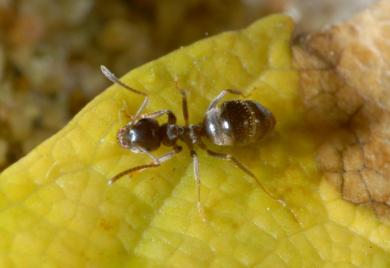 Neozoen Invasive Neozoen | Kanton Zürich