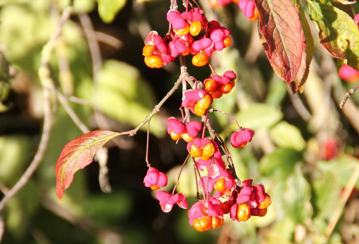 Früchte des Europaischen Pfaffenhütchens