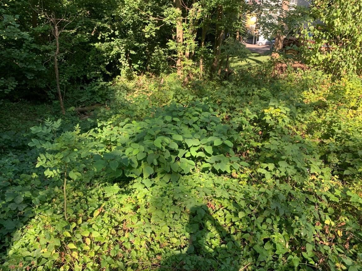 Dichter Knöterichbestand am Waldboden