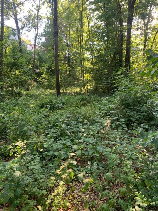 Knöterichbestand auf einer Waldlichtung in Oberengstringen