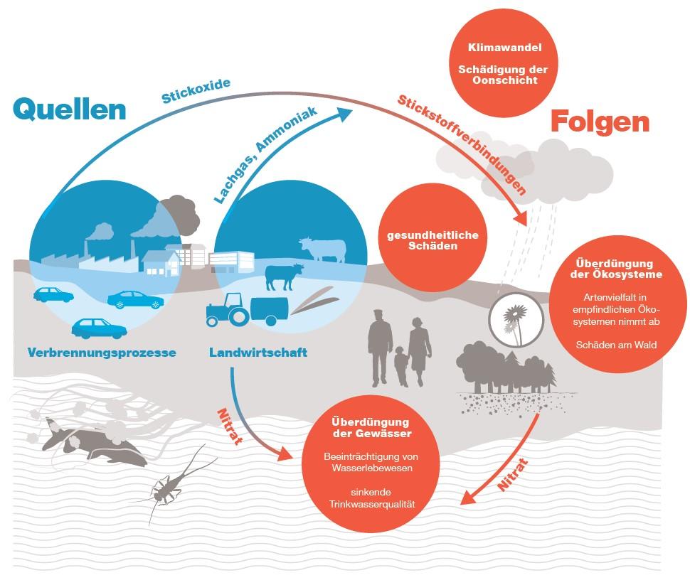 Infografik zeigt den Stickstoffkreislauf: Quellen sind Landwirtschaft und Verbrennungsprozesse, die Stickoxide und Ammoniak freisetzen. Diese führen zu Stickstoffverbindungen, die gesundheitliche Schäden, Klimawandel, Schädigung der Ozonschicht sowie Überdüngung von Ökosystemen und Gewässern verursachen.