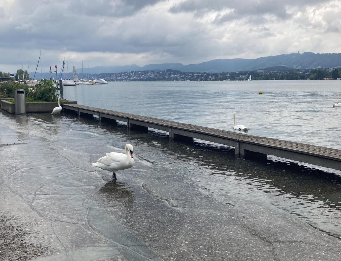 Schwan auf überschwemmten Trottoir, neben dem Zürichsee