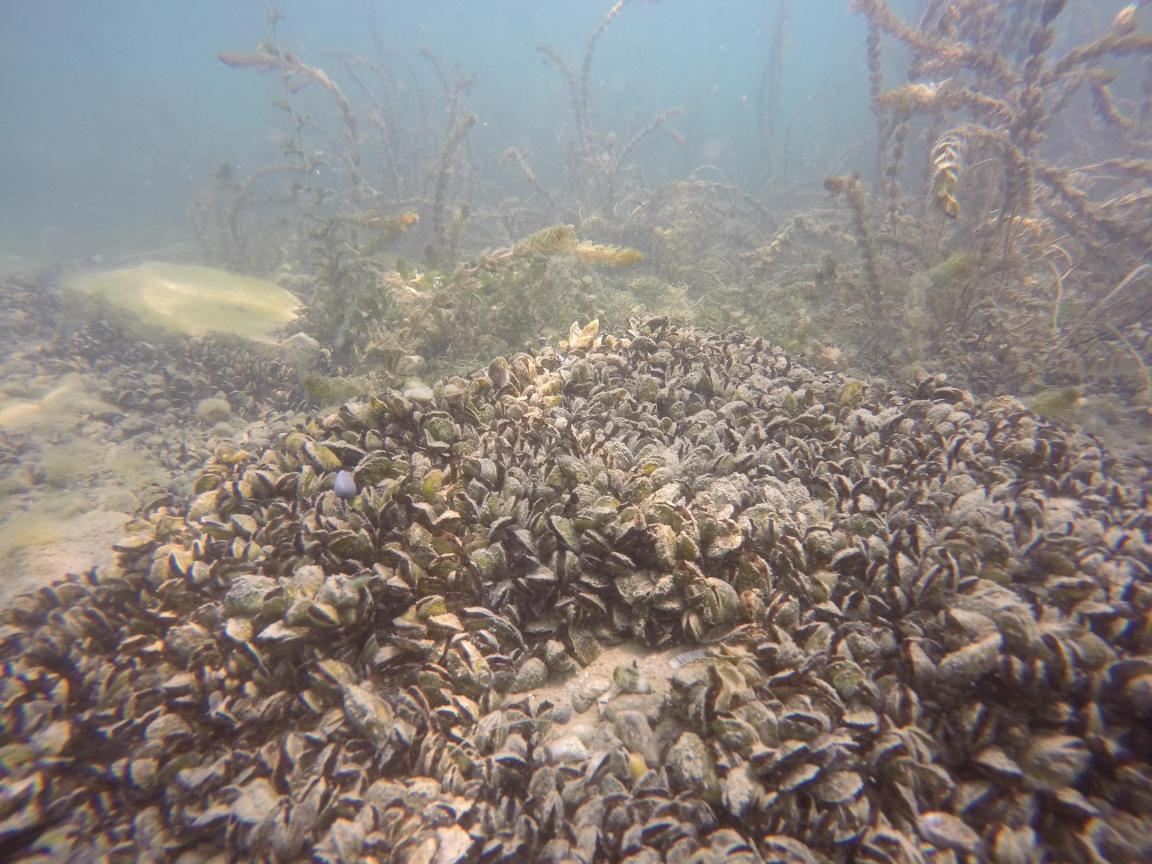Bild von Quaggamuscheln unter Wasser am Seeboden